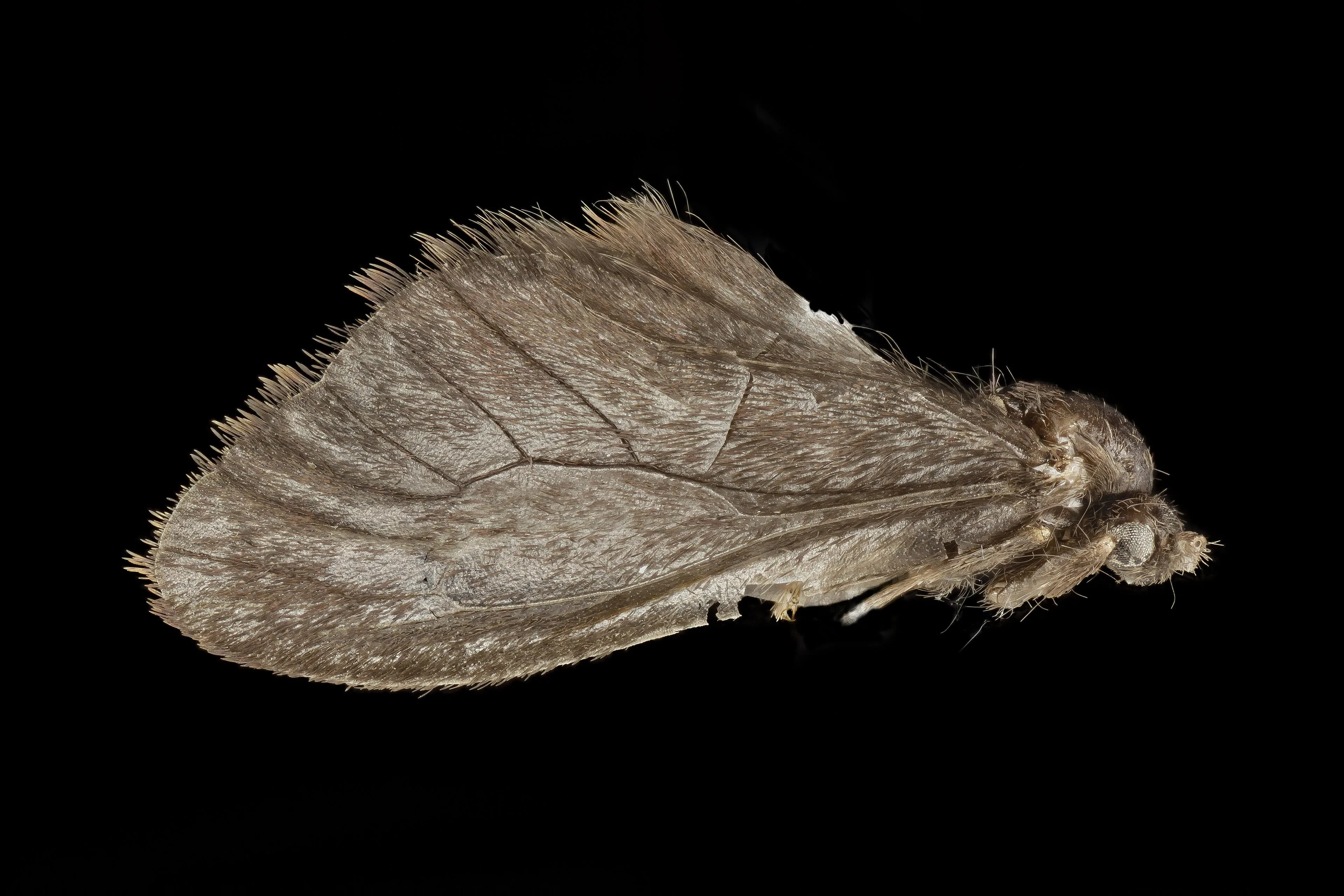 A whole moth's wing, every scale in focus, on black